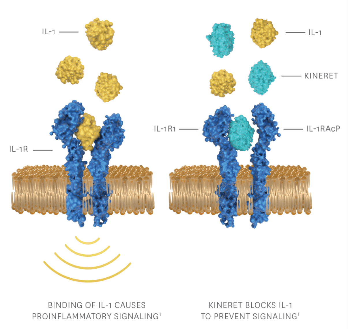 A diagram of how the KINERET® (anakinra) molecule blocks the IL-1 receptor to prevent IL-1 signaling 