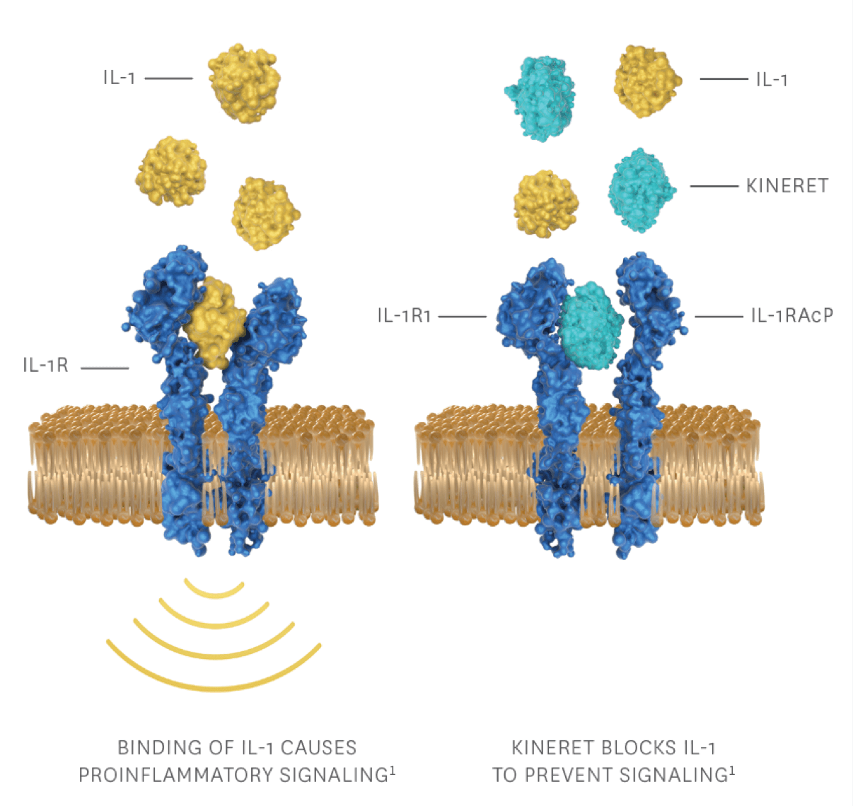 receptor accessory protein